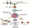 PI3K-AKT-mTOR signalling pathway