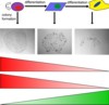 Model of hierarchical organization of pancreatic cancer cell population