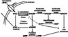 Transport and metabolism of gemcitabine