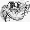 Diagram of the blood supply to the pancreas, stomach and spleen